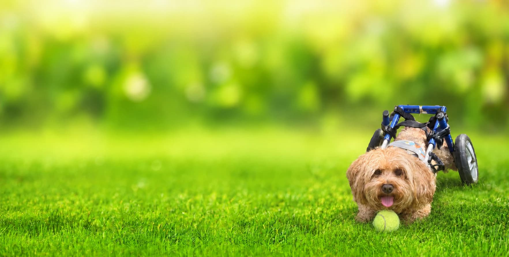Indy, a fluffy ginger dog in a blue wheelchair, lying on a sunny lawn with a tennis ball