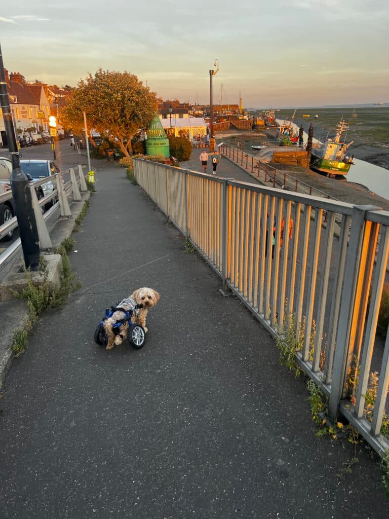 Indy in his wheelchair on a walk by the coast