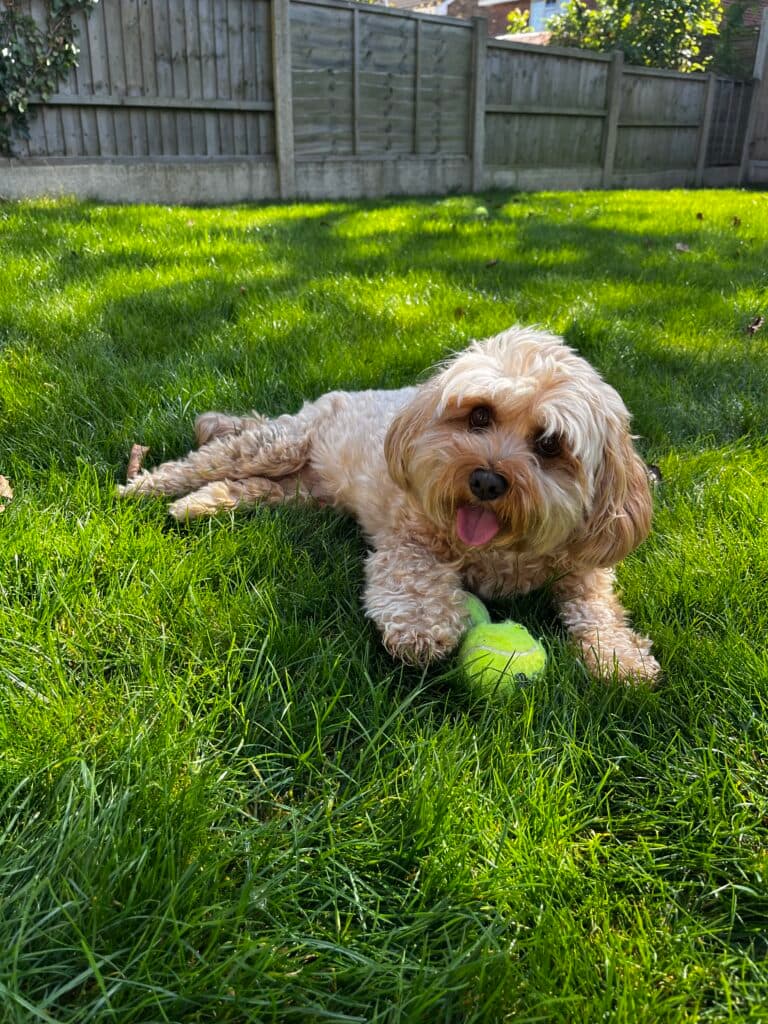 Indy relaxing in the garden