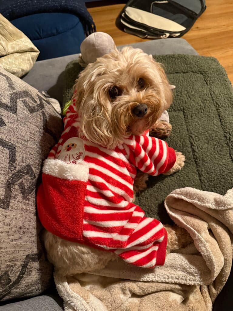 Indy in his striped pyjamas