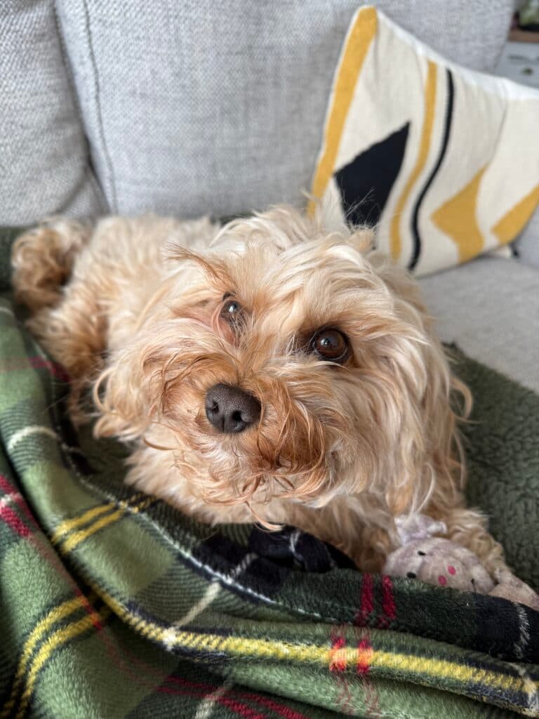 Indy resting on a blanket